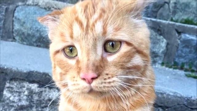 Пара взяла самого грустного кота, и вот, как он изменился всего за час, невероятная история смотреть онлайн