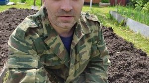 Картошка в сено. Картошкпэа в грядки. Как вырастить картофель.