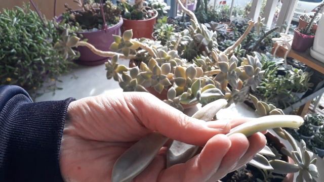Graptopetalum Paraguayense/Sukulent türleri /Sukulent bakımı смотреть онлайн