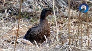 СВОБОДУ ЗОЕ АНАТОЛЬЕВНЕ!