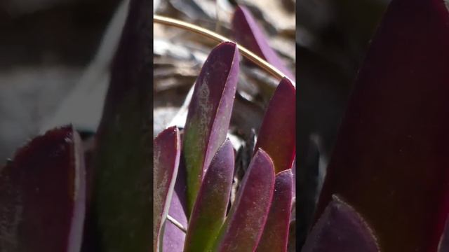 Carpobrotus edulis смотреть онлайн