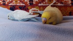 ? ? Явные отличия восковицы самца и самочки || Птенцов волнистого попугая ? Тишка и Феня на даче