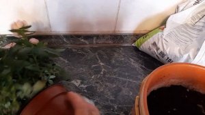 #rose #BeauMonde / Роза Бау Монд Микс(лат. rosa Beau Monde). Пересадка в кашпо  методом перевалки