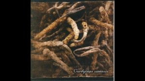 Lycaon - Cordyceps sinensis