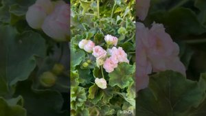 Пеларгония ТА-Эммануэль 🔥🔥🔥 #пеларгония #flowers #цветочки