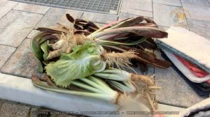 How to harvest Radicchio di Treviso