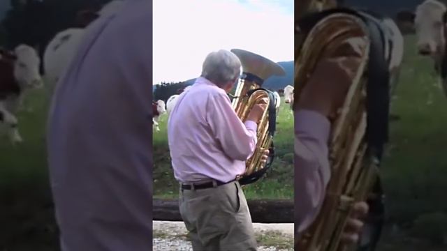 Blow the French horn to the cows