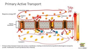 Active Transport: Primary & Secondary