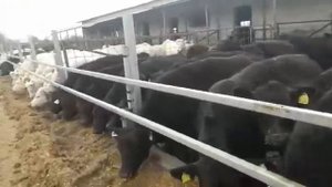 Тёлки породы Шароле, Лимузин и Абердин-ангусс. Все девчата 2020 г.р. Купить можно!