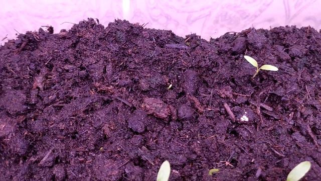 Огород на стеллаже. Первые проблемы. 2 неделя. смотреть онлайн