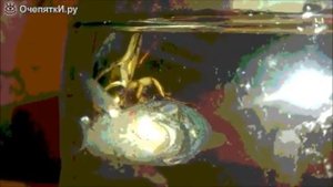 Интересное животное  -жук- плавунец