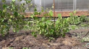 Мульчирование винограда и новые сорта "Платовский" и "Зилга"