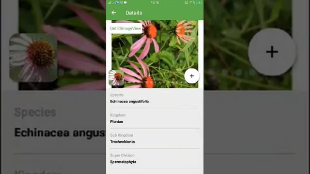 PlantSnap identifies a Blacksamson Echinacea (Echinacea angustifolia)