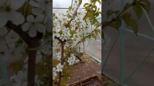 Черешня в горшках