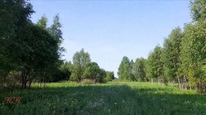 Натуральные фоновые футажи Берёзовая роща летом. Поют птицы