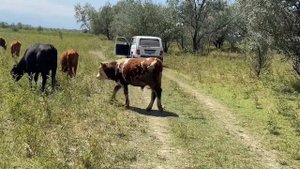 Откорм бычков , Быки на вольном содержание 5 месяцев, показываю Калмыцких бычков.