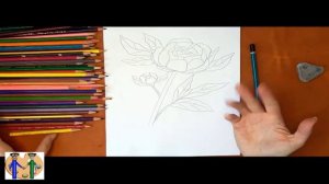 Как нарисовать пион. Онлайн-школа рисования "Малевашки"