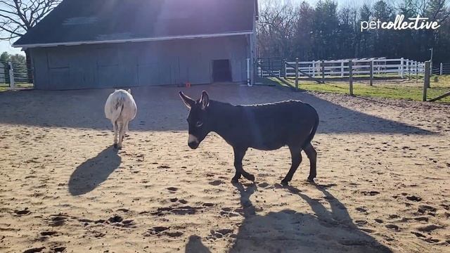 Лучшие домашние животные