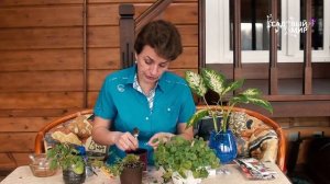 Колокольчик Жених и Невеста  Омолаживающая обрезка