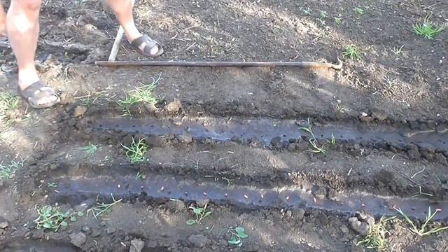 Как посадить Фасоль быстро и без проблем