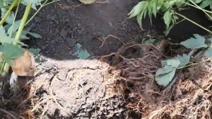 #волжанка #арункус / Волжанка двудомная(лат.aruncus). Осеннее деление многолетнего арункуса.