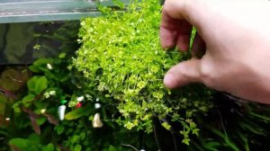 Удивительный хемиантус