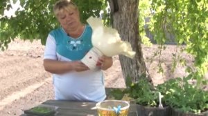 Посадка цветов "Лабелия"