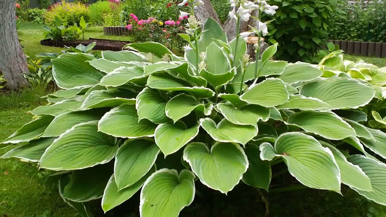 Hosta Funkia Mix С†РІРµС‚С‹