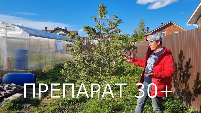 когда пересадить яблоню? пересаженная яблоня год спустя смотреть онлайн