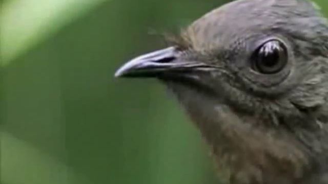 Птица Диктофон - Прикольное Видео. смотреть онлайн