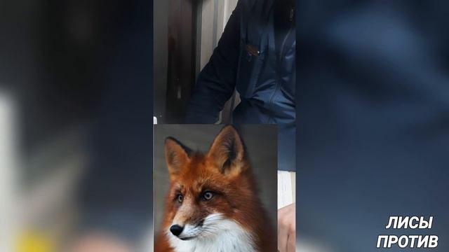 Мусорской развод. ДПС, Москва, Сколково смотреть онлайн