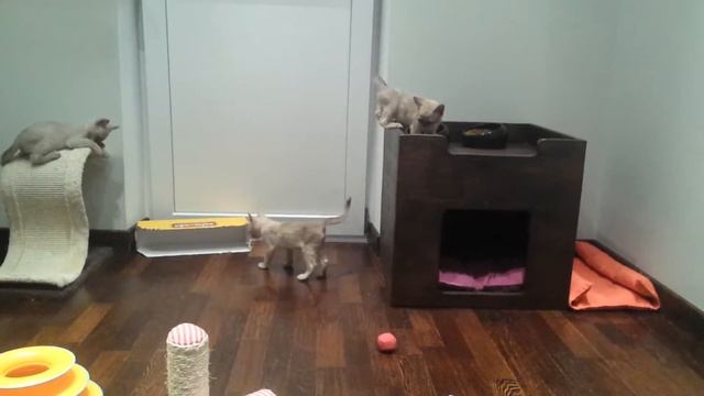 Котята традиционной американской бурмы смотреть онлайн