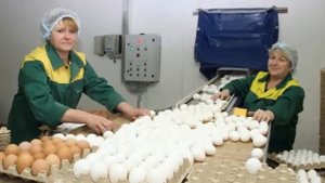 РАБОТА В МОСКВЕ - ВАХТОВЫЙ МЕТОД, УПАКОВЩИК ЯЙЦ С ПРОЖИВАНИЕМ И ПИТАНИЕ СВЕЖИЕ ВАКАНСИЙ