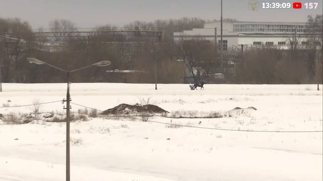 14.01.2023: Прямая трансляция из Раменского. Отступили морозы. смотреть онлайн