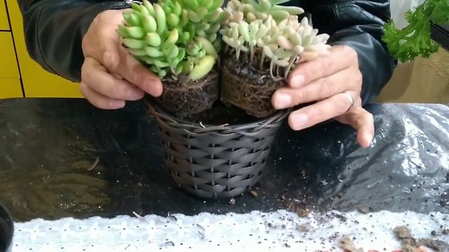 Como fazer uma cesta de suculentas fácil e rápido смотреть онлайн