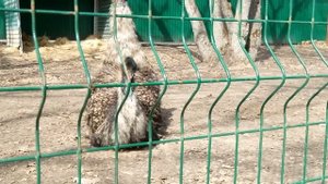 Страусы в домашних условиях. Самые большие страусы. Содержание .