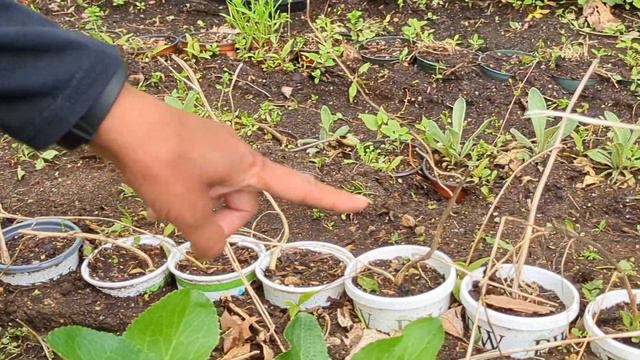 How To Make Money Selling Plants From Home🌻💲A Backyard Nursery Tour🌼Budget Perennials for Profit смотреть онлайн