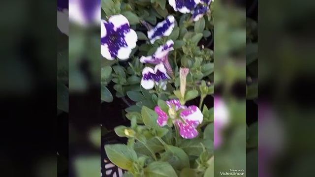 Video_20230521142629559_by_VideoShow.mp4 🌿 Я ЖЕЛАЮ ВАМ ДОБРА, СЧАСТЬЯ И УСПЕХА - МОИ НОВОСТИ