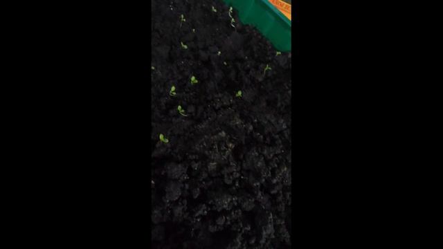 2018 ФЕВРАЛЬ//РАССАДА//ПЕТУНИЯ МОЯ ПОСЕЯЛА// ОБЗОР смотреть онлайн