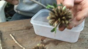 Echinops seeds sprouting on the plant at stinky ditch nursery December’19