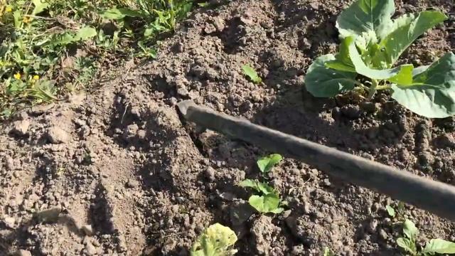 Подкормка капусты в открытом грунте Подкормка лука и чеснока смотреть онлайн