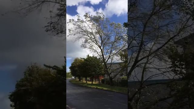 White Poplar (Populus alba) - tree - September 2017