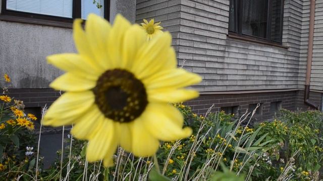 Летние цветы смотреть онлайн