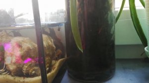 Линька тритона