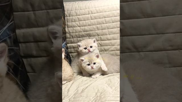 Мимишки - котята (золотые британские котята) ???