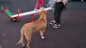 Бездомные собаки