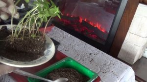 Бальзамин новогвинейский уход в домашних условиях