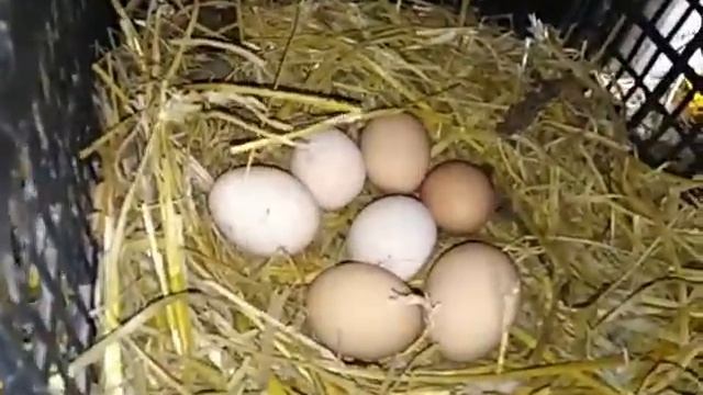 Яйценоскость кур и перепелов ???