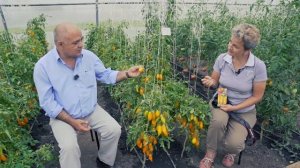 Лидер среди Урожайных Томатов ДЛЯ ЗАСОЛКИ – Томат Дрова Желтые (Новинка)