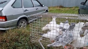 Голуби цены Птичий рынок г Прохладный-ч1